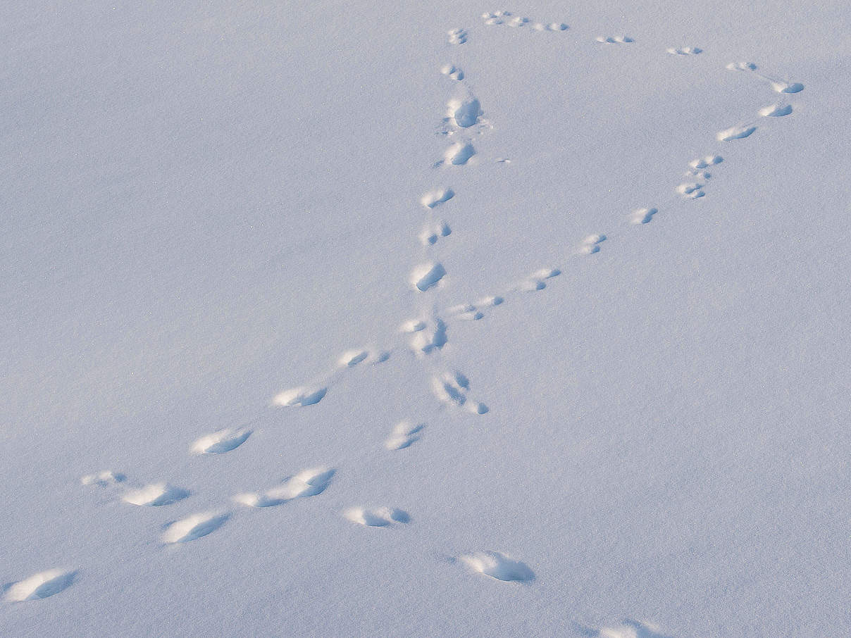 Spuren im Schnee © Ola Jennersten / WWF-Sweden