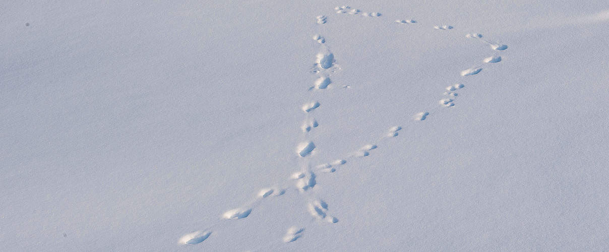 Spuren im Schnee © Ola Jennersten / WWF-Sweden