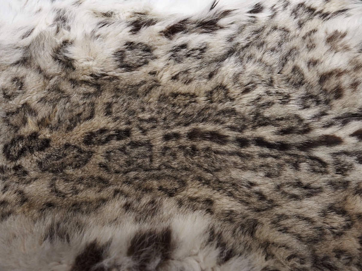 Fell eines gewilderten Schneeleoparden © Ola Jennersten / WWF-Sweden