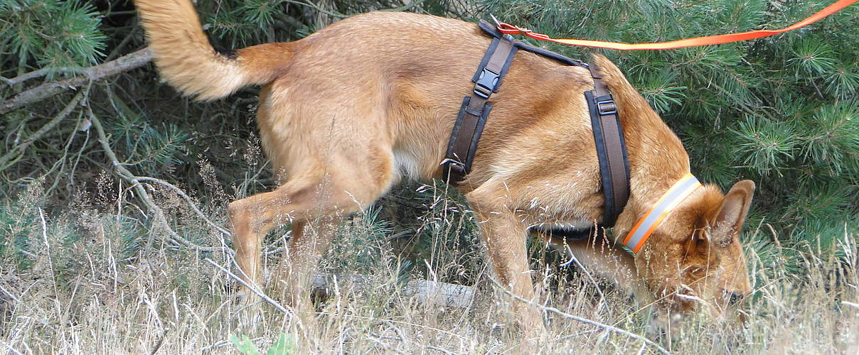 Spürhund Ando bei der Sucharbeit © Valeska de Pellegrini / WWF
