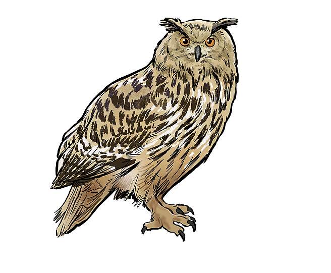 Illustration eines Uhus