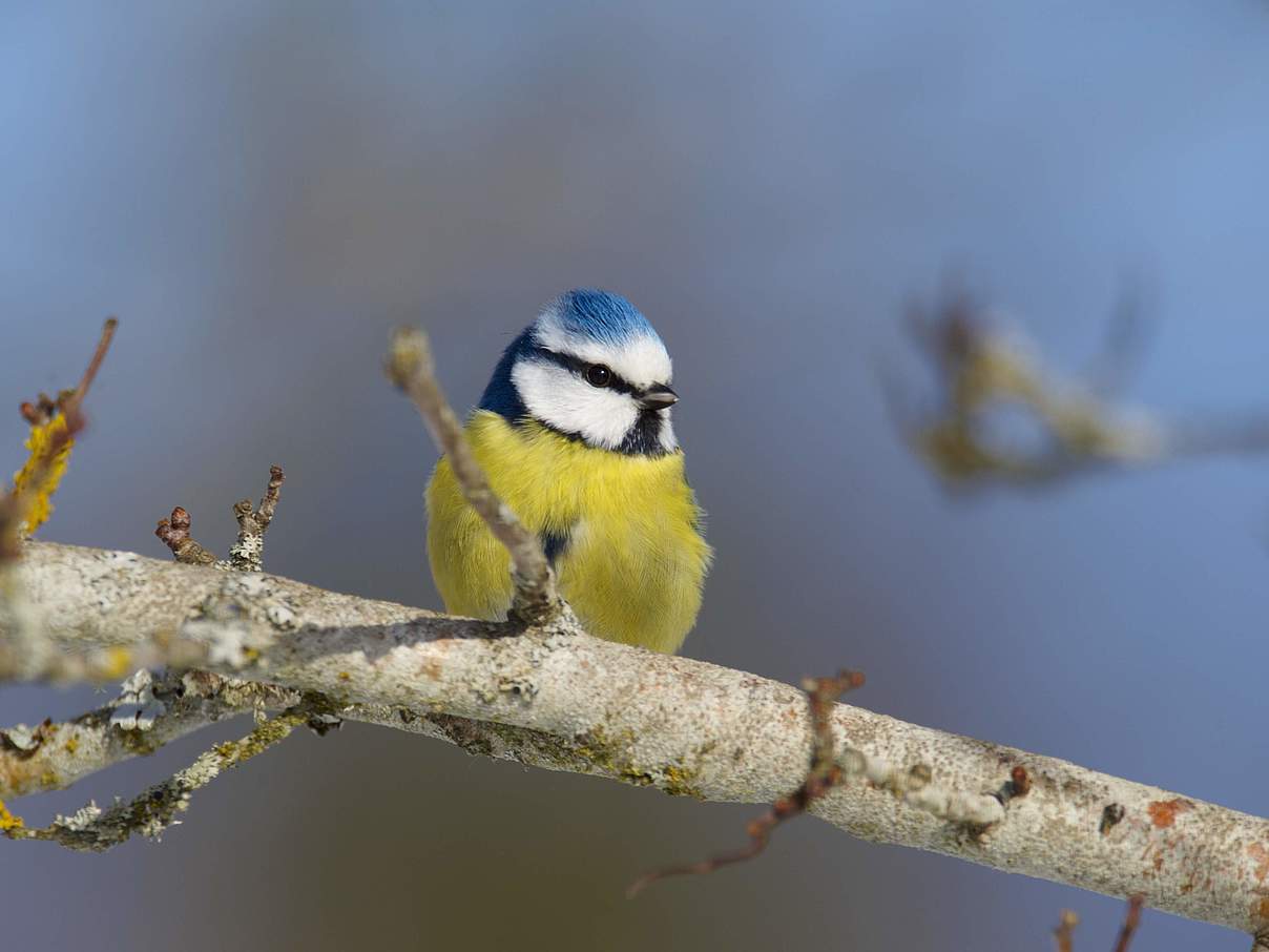 Blaumeise © Ola Jennersten / WWF-Schweden