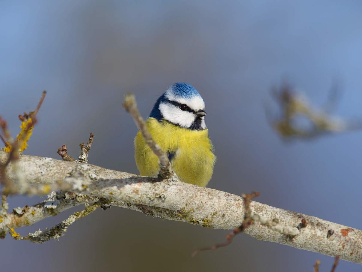 Blaumeise © Ola Jennersten / WWF-Schweden