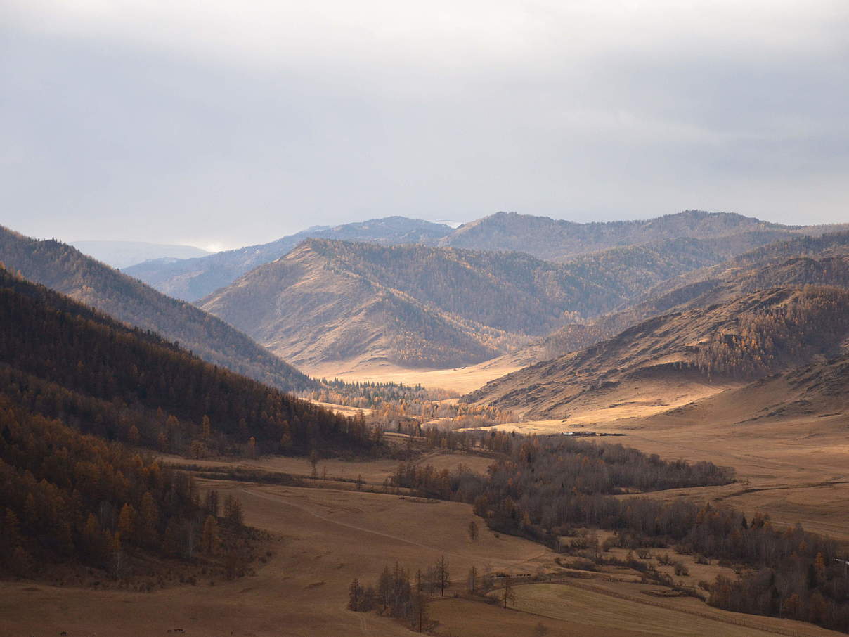 Ökoregion "Altai Sayan" in Russland © Femke Hilderink / WWF-Niederlande