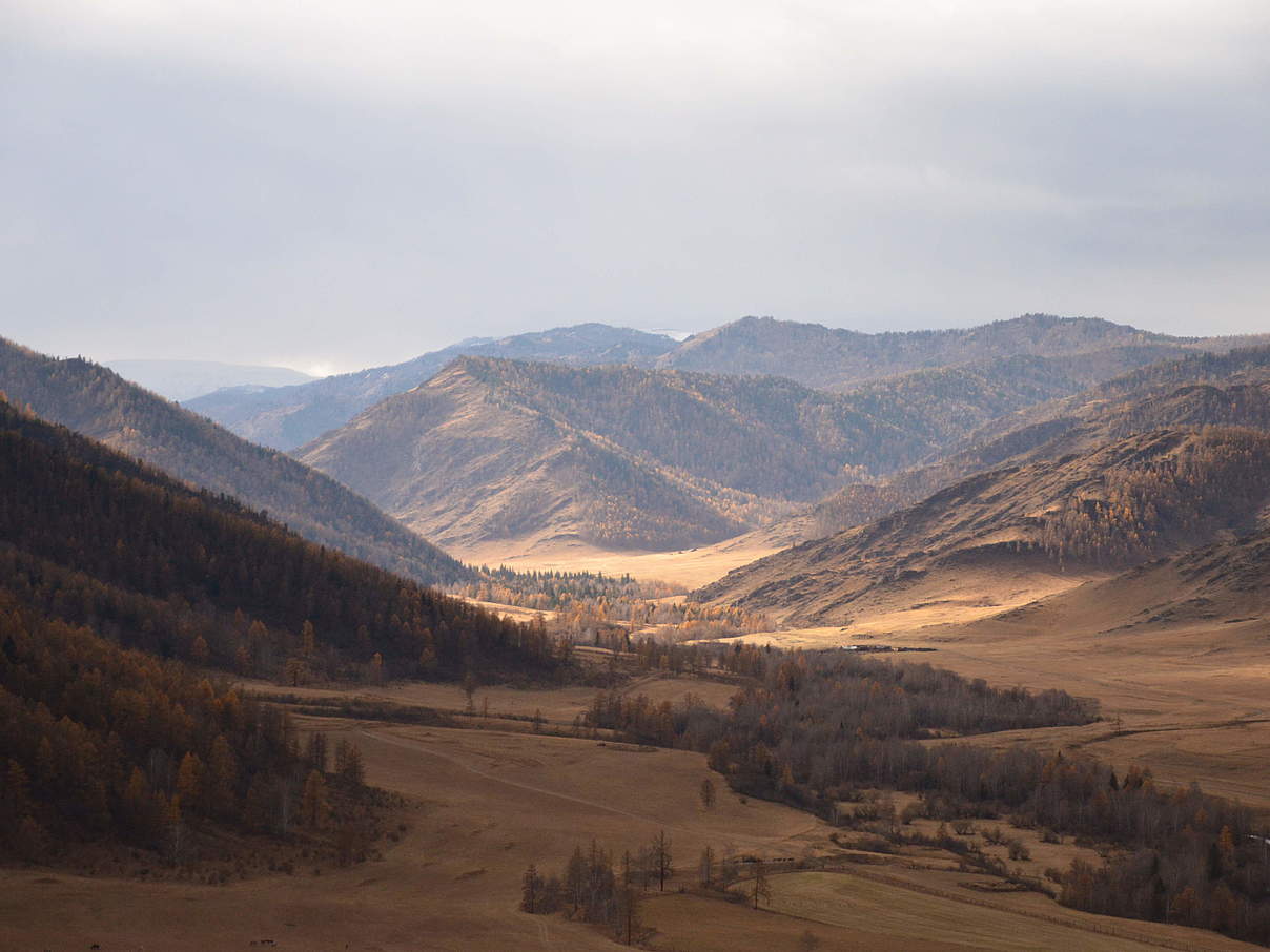 Ökoregion "Altai Sayan" in Russland © Femke Hilderink / WWF-Niederlande Ökoregion "Altai Sayan" in Russland © Femke Hilderink / WWF-Niederlande