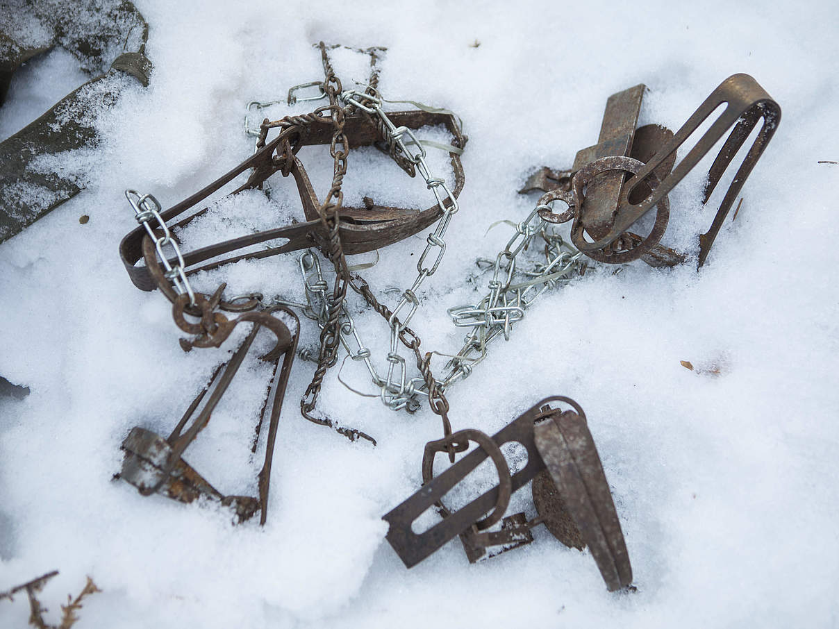 Wildereifallen in Primorje, Amur-Region © Antonio Olmos / WWF UK