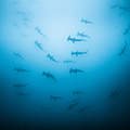 In Costa Rica schwimmt ein Schwarm Bogenstirn-Hammerhaie © Simon Lorenz / WWF-HK