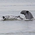 Mekong-Delfine © Gerry Ryan / WWF