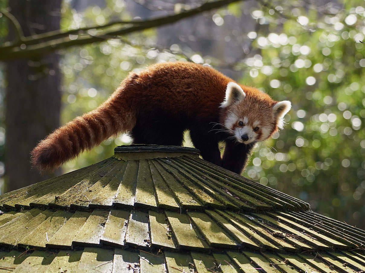 Makalu im Zoo Krefeld © Zoo Krefeld