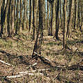 Trockenheit in einem Wald bei Wildenbruch © Alexander Paul Brandes / WWF