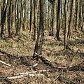 Trockenheit in einem Wald bei Wildenbruch © Alexander Paul Brandes / WWF