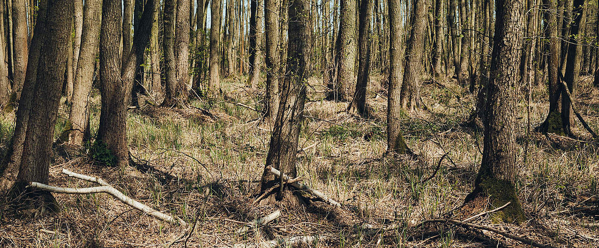 Trockenheit in einem Wald bei Wildenbruch © Alexander Paul Brandes / WWF