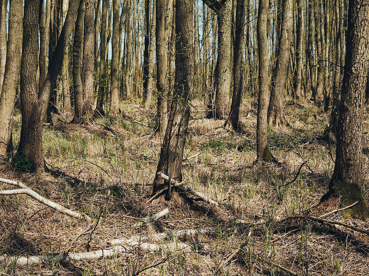 Trockenheit in einem Wald bei Wildenbruch © Alexander Paul Brandes / WWF