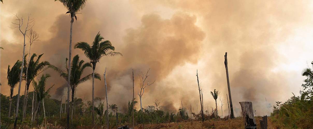 Feuerrodung im Amazonas © WWF-Brazil