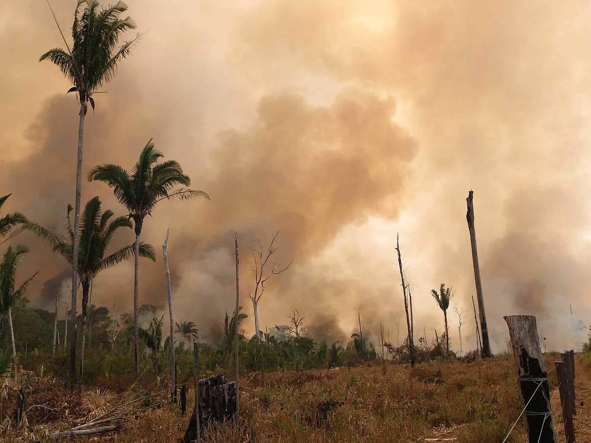 Feuerrodung im Amazonas © WWF-Brazil