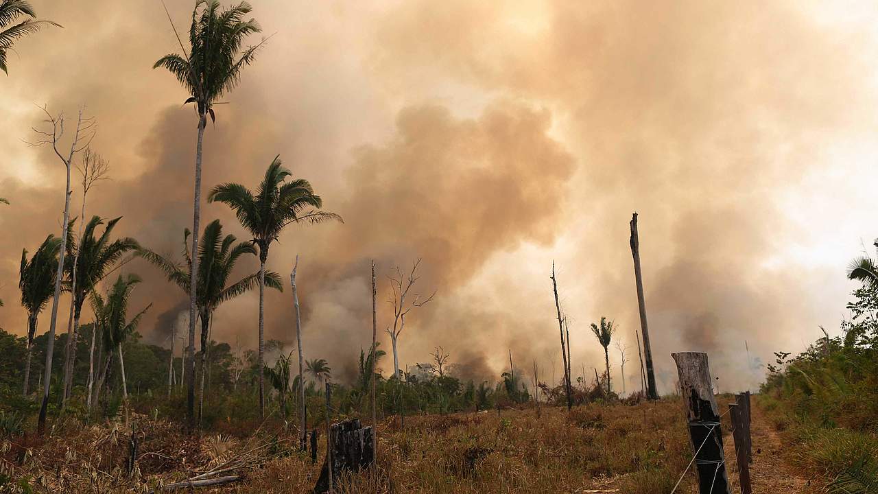 Feuerrodung im Amazonas © WWF-Brazil