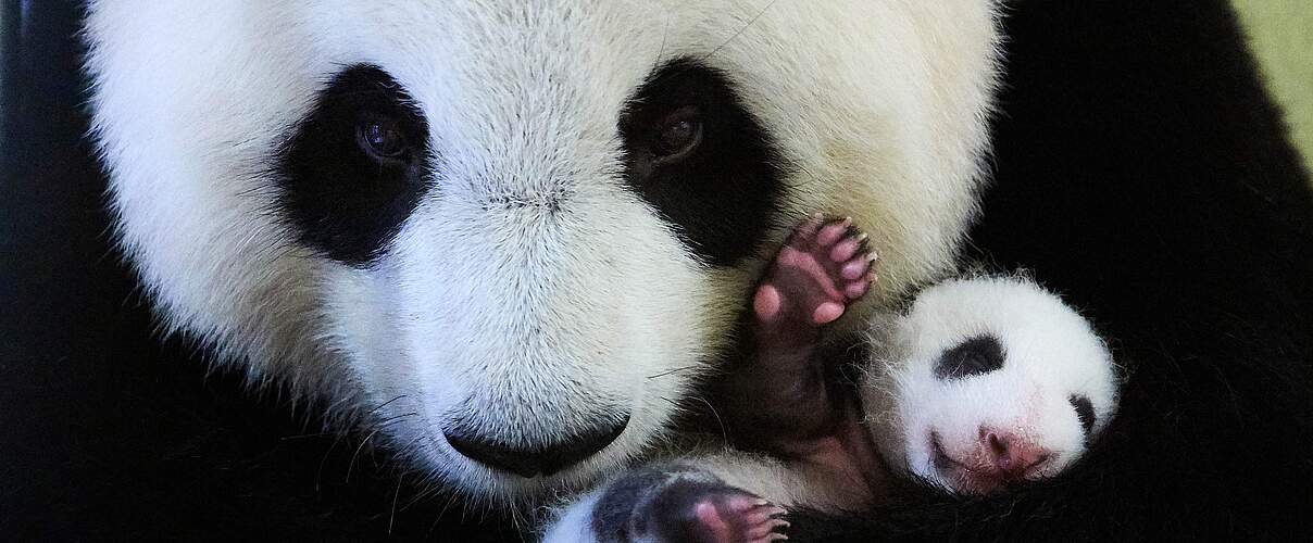 Großer Panda Weibchen mit Baby © Eric Baccega / naturepl.com / WWF