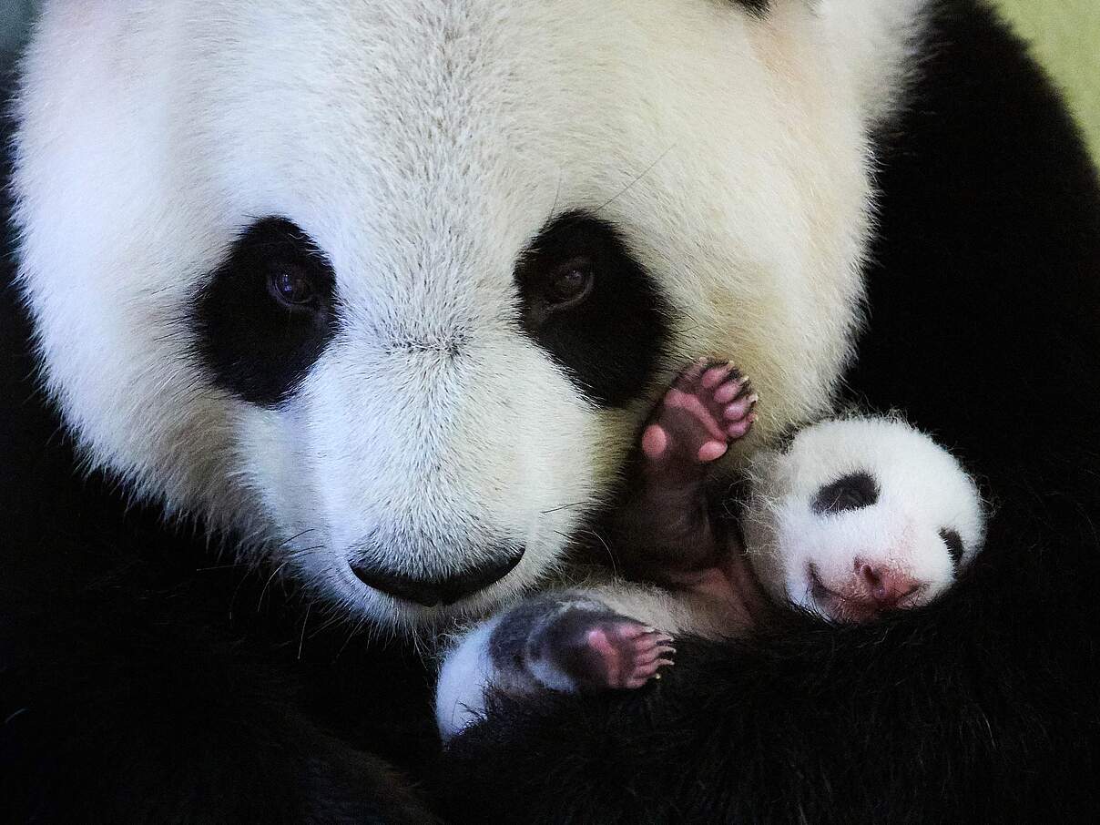Großer Panda Weibchen mit Baby © Eric Baccega / naturepl.com / WWF