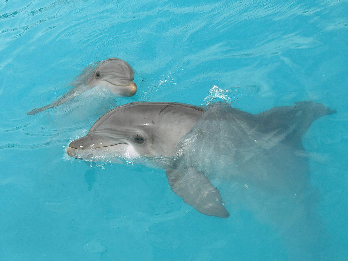 Großer Tümmler mit Kalb im Golf von Kalifornien, Mexiko