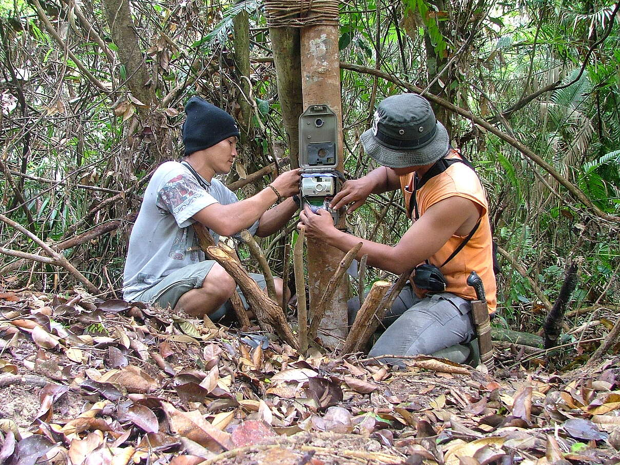 Team installiert Tiger Kamerafalle in Jambi Indonesien