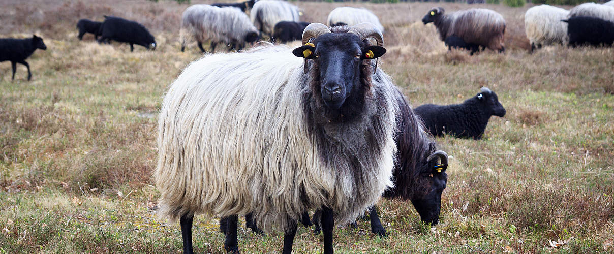 Heidschnucke in Moorlandschaft © Johannes86 / iStock / Getty Images Plus