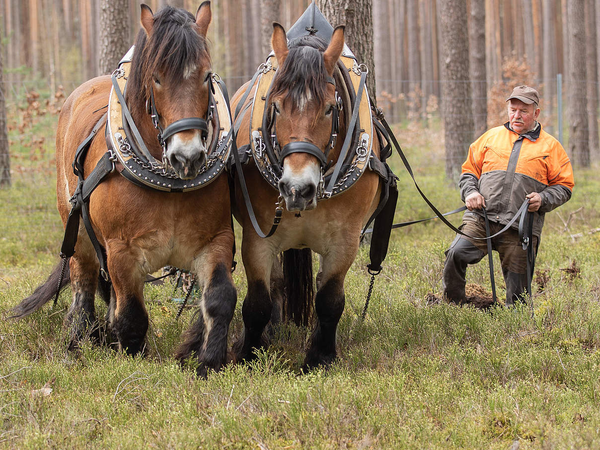 Einsatz von Pferden bei der WWF-Pflanzaktion in der Uckermark 2021. © Sonja Ritter / WWF