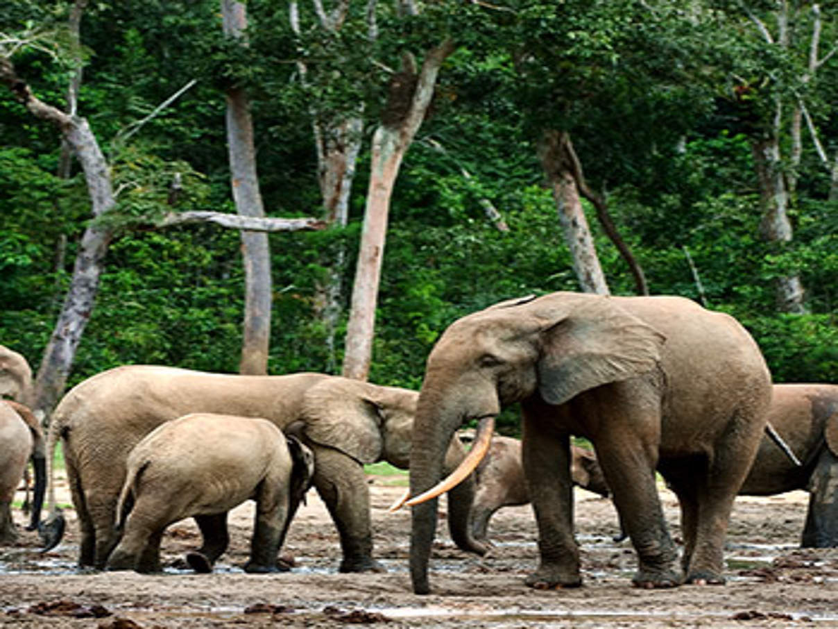 Waldelefanten © iStock / Getty Images