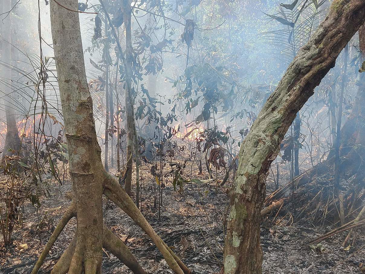 Waldbrand im Amazonas-Gebiet © Izac Theobald / WWF Brasilien