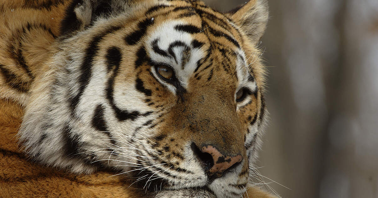 AmurTiger im WWFArtenlexikon Zahlen & Fakten