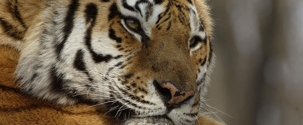 Amur-Tiger © Valery Maleev