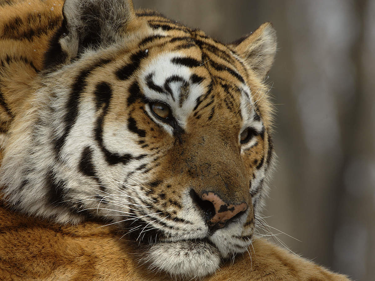 Amur-Tiger © Valery Maleev / WWF Russland