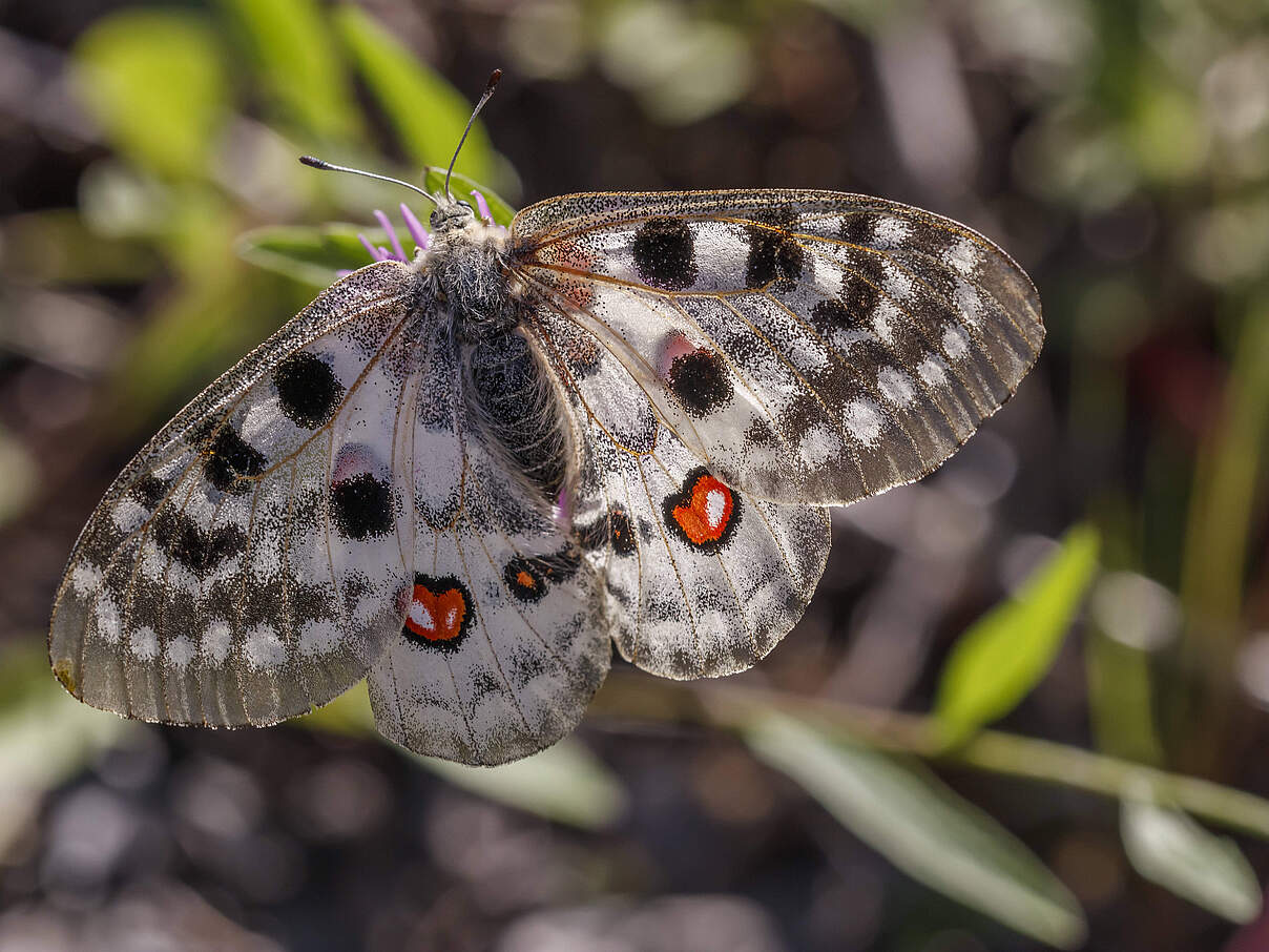Parnassius apollo viningensis, Apollo, Mosel-Apollofalter, Roter Apollo Parnassius apollo viningensis, Apollo, Mosel-Apo