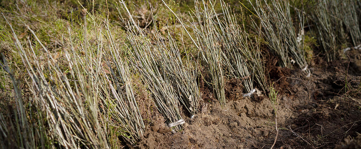 Eichensetzlinge bei einer Baumpflanzaktion in der Uckermark © Sonja Ritter / WWF