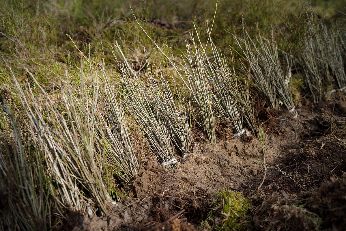 Eichensetzlinge bei einer Baumpflanzaktion in der Uckermark © Sonja Ritter / WWF