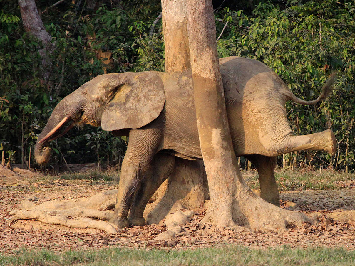 Waldelefant kratzt sich am Baum am Rande der Dzanga-Bai © Carlos Drews / WWF