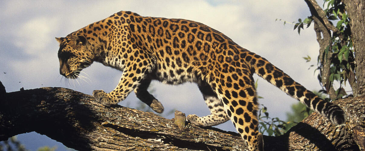 Amur-Leopard auf einem Baum © Tom Brakefield / iStock / Getty Images