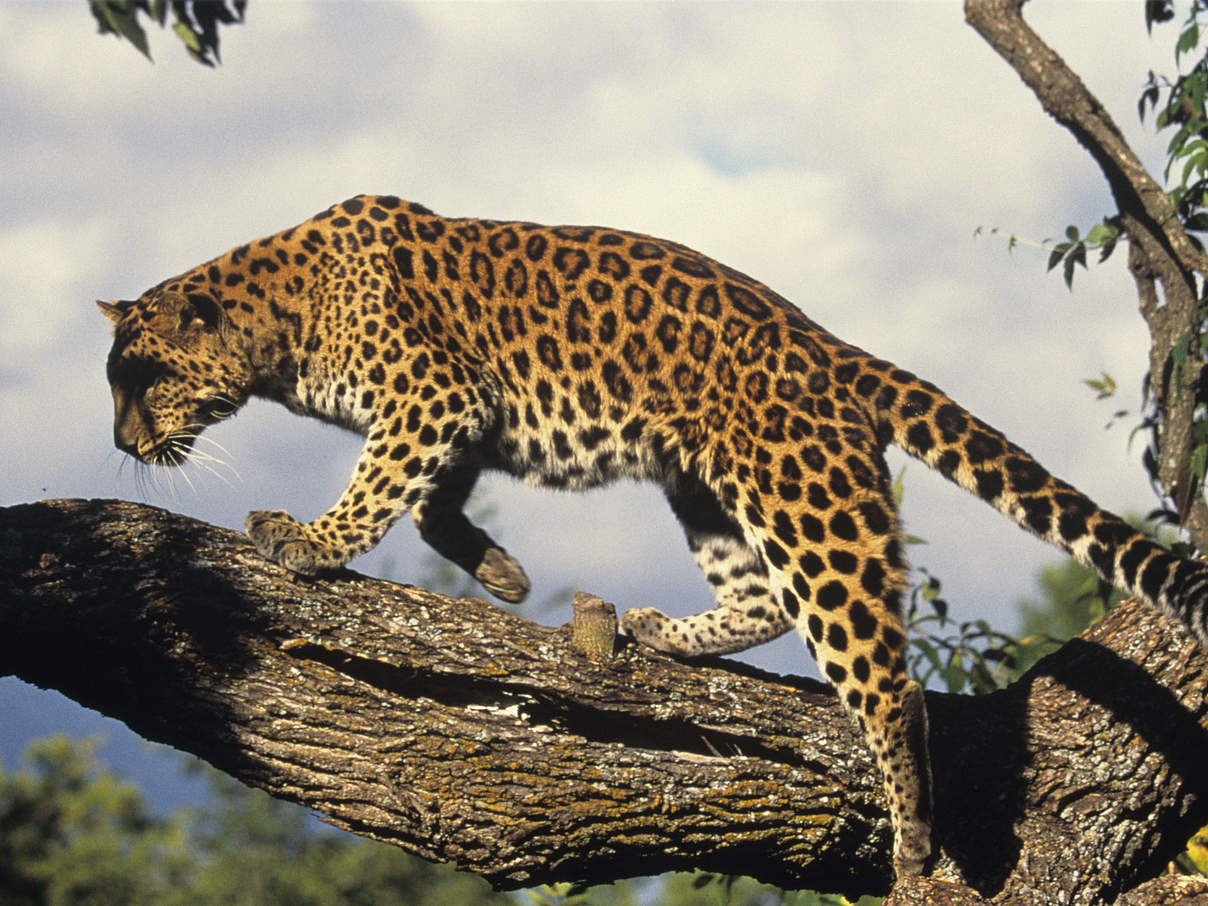 Amur-Leopard auf einem Baum © Tom Brakefield / iStock / Getty Images