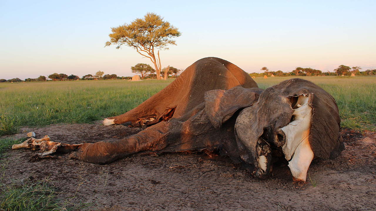 Gewilderter Elefant im Hwange-Nationalpark in Simbabwe © Philipp Goeltenboth / WWF