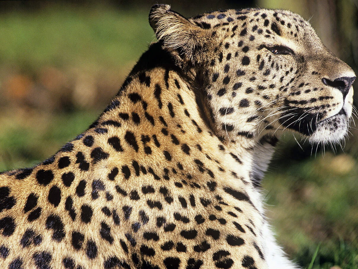 Der Kaukasus-Leopard © David Lawson / WWF-UK