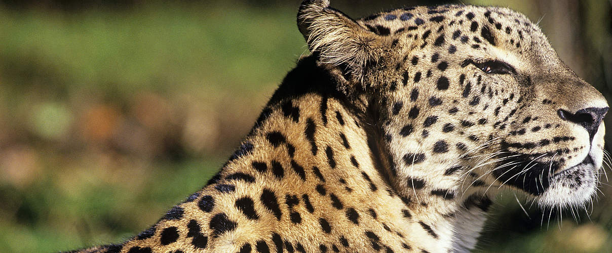 Der Kaukasus-Leopard © David Lawson / WWF-UK
