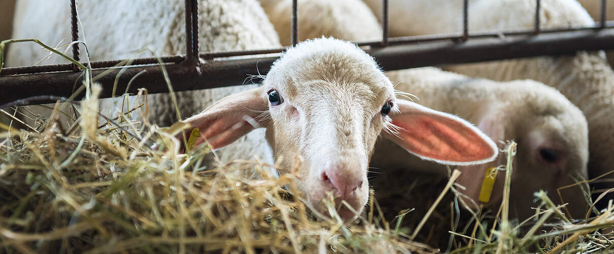 Lamm im Stall © AndreaObzerova / iStock / Getty Images Plus