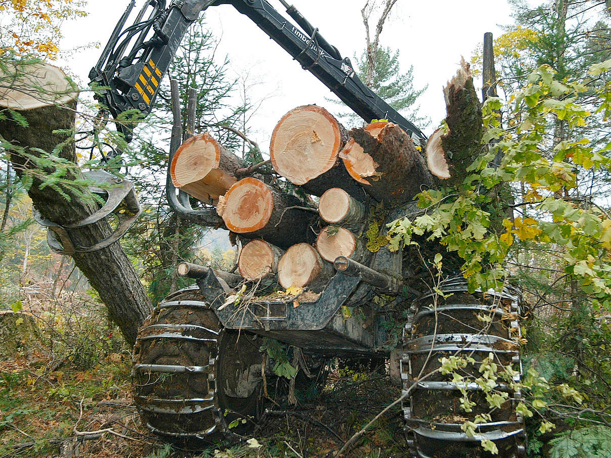 Legale Abholzung am Fluss Bikin © Vladimir Filonov /WWF