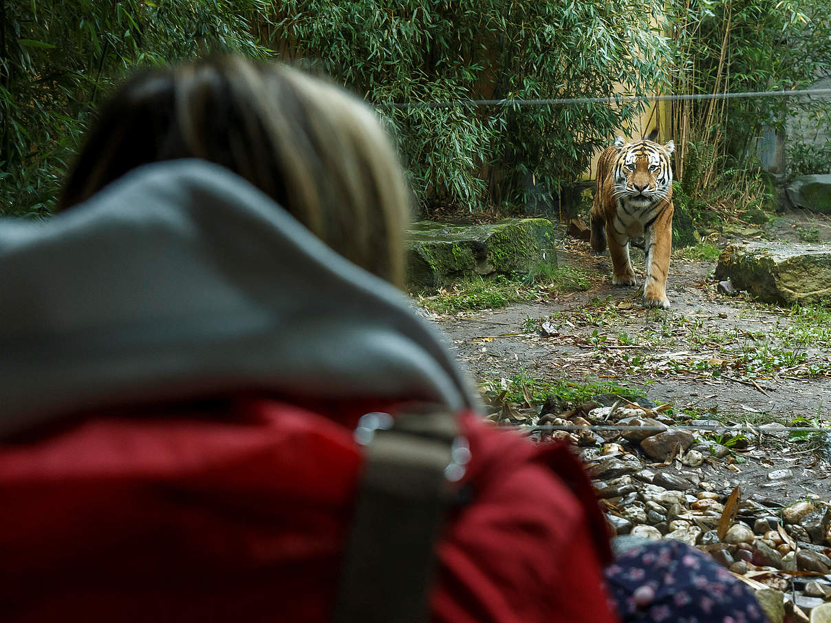 Tiger im Allwetterzoo Münster © MünsterVIEW / WWF