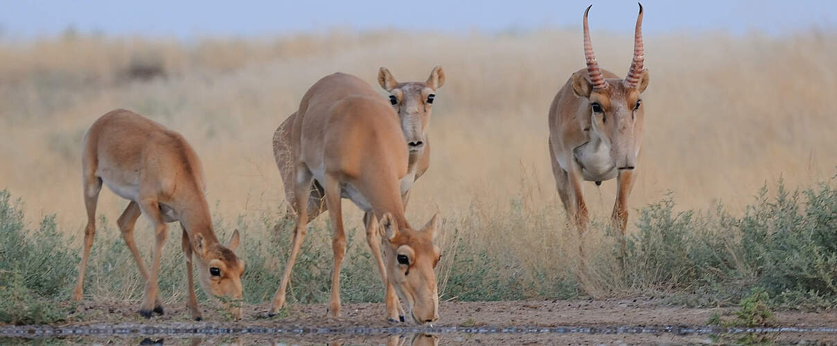 Saiga-Antilopen © iStock / GettyImages