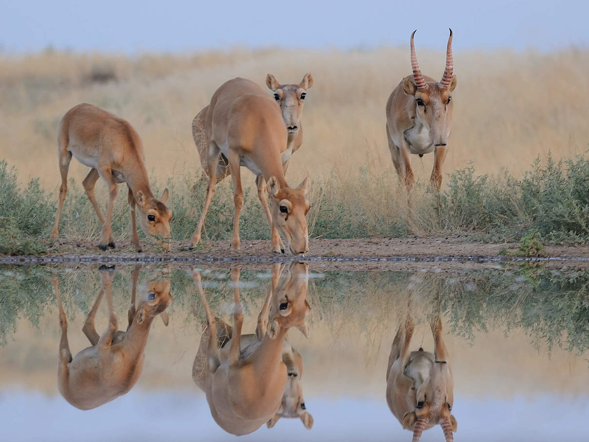 Saiga-Antilopen © iStock / GettyImages