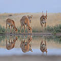 Saiga-Antilopen © iStock / GettyImages