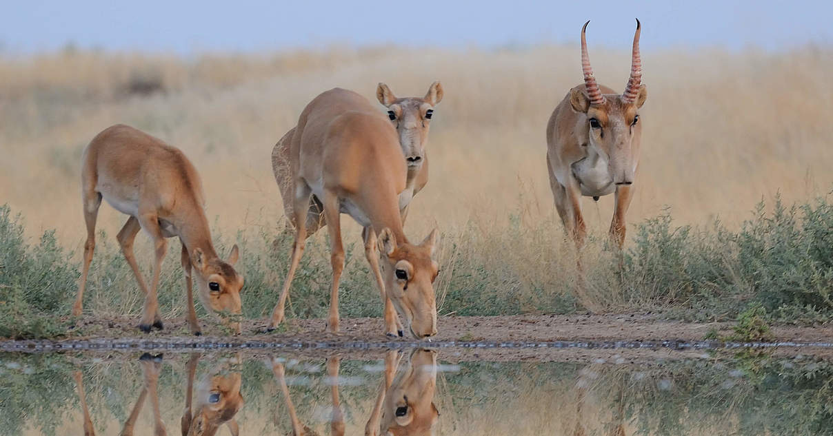 Gibt es Hoffnung für die Saigas? WWF