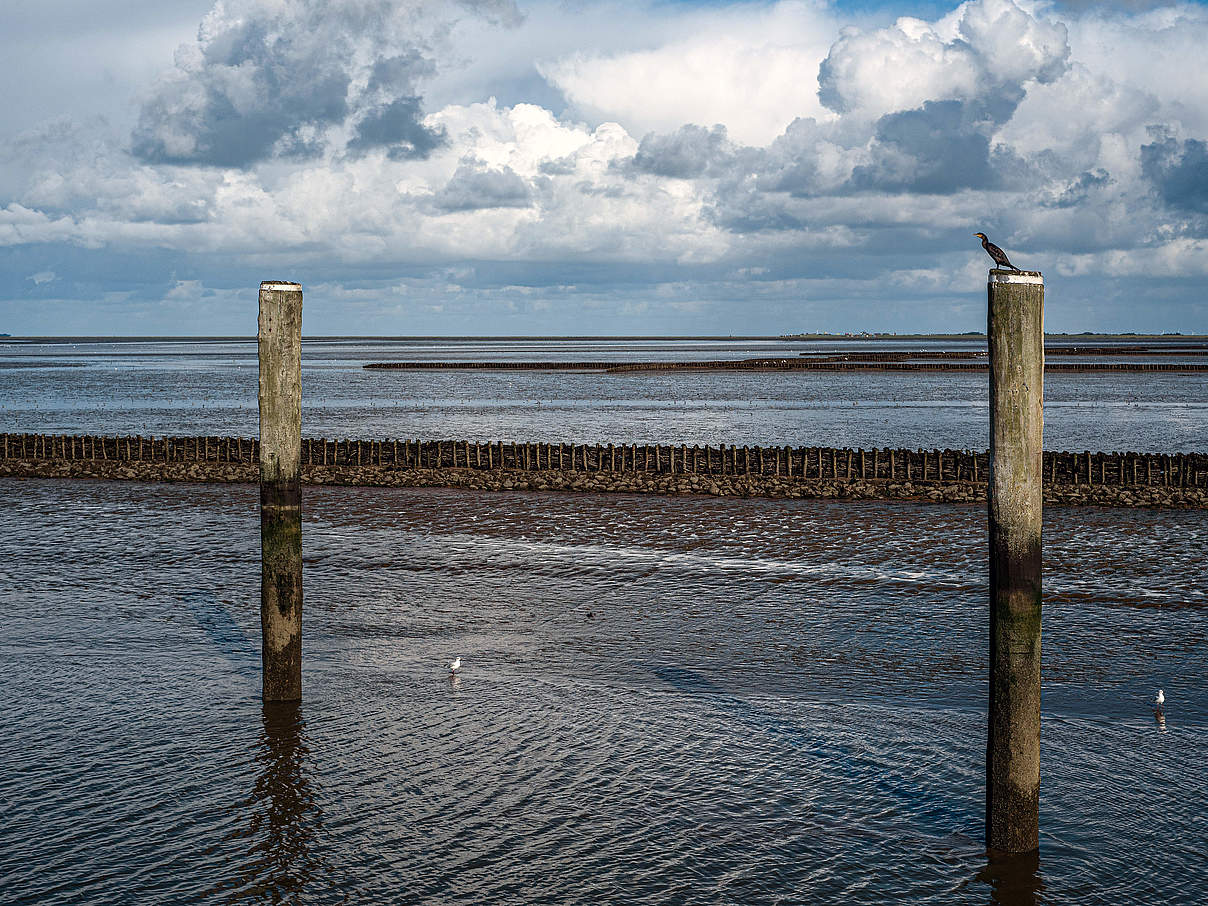 Meeresspiegelanstieg an der Nordseeküste © Claudia Nir / WWF