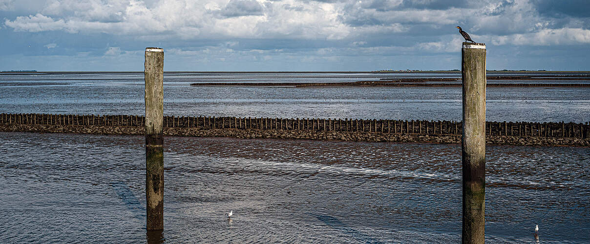 Meeresspiegelanstieg an der Nordseeküste © Claudia Nir / WWF