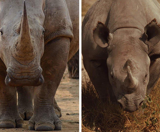 Breitmaul- (links) und Spitzmaulnashorn (rechts) © Ann Marie DiLorenzo / Michel Terrettaz / WWF